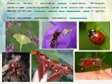 Известно более 1 миллиона видов насекомых. Обладают наибольшим разнообразием среди всех остальных животных на Земле; включают бабочек, жуков, мух, муравьёв, пчёл и других. Наука, изучающая насекомых, называется энтомологией.