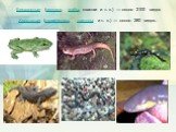 Бесхвостые (лягушки, жабы, квакши и т. п.) — около 2100 видов Хвостатые (саламандры, тритоны и т. п.) — около 280 видов..