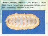 Панцирные моллюски, хитоны (лат. Polyplacophora) — древняя группа моллюсков, имеющих панцирь. Этот панцирь разделён на 8 частей. В случае опасности умеют сворачиваться клубком.Около1000 видов. Распространены практически во всех морях.