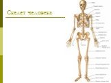 Скелет человека