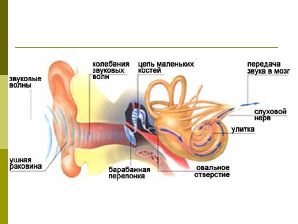 Мозг слышит звуки. Механизм восприятия звука слуховым анализатором. Схема восприятия звука ухом человека. Механизм восприятия слуха слуховой анализатор. Внутреннее ухо восприятие звука.