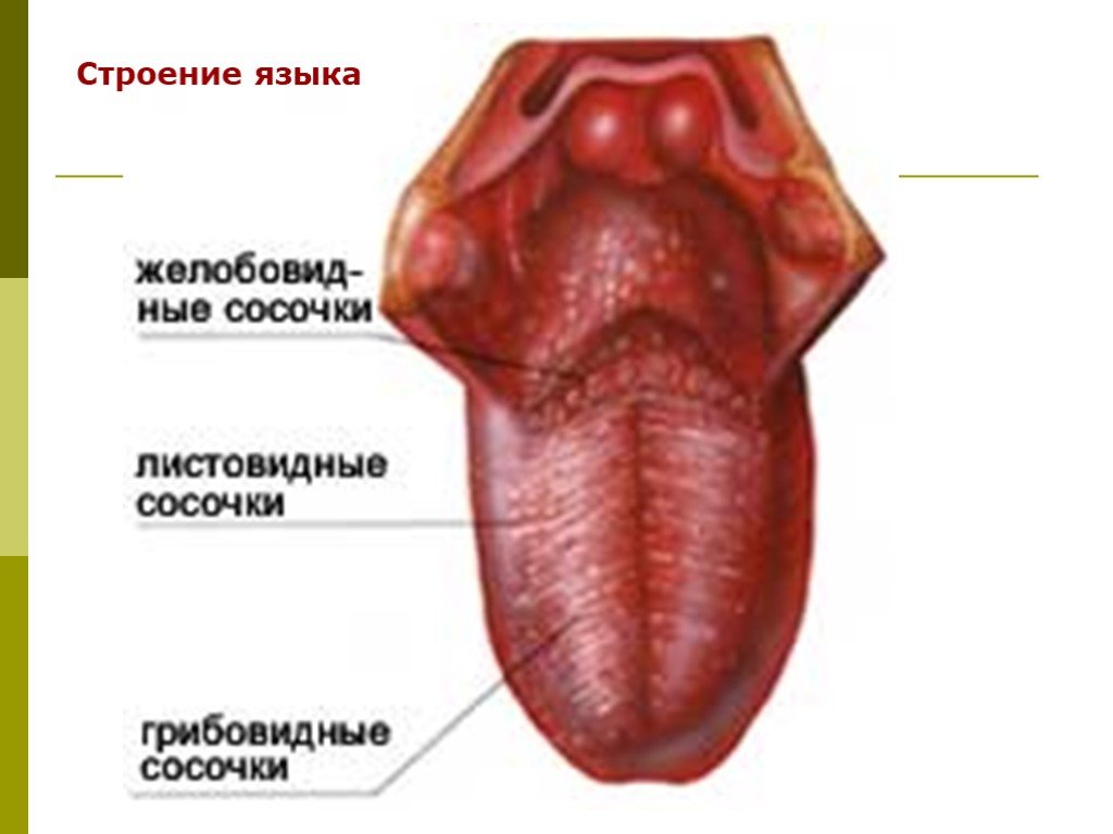 Изменение структуры языка. Грибовидные сосочки языка анатомия. Желобовидные сосочки корня языка. Корень языка анатомия строение. Желобовидные вкусовые рецепторы.
