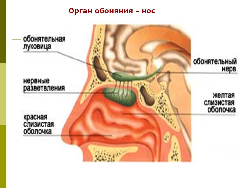 Обоняние кратко. Строение органа обоняния человека анатомия. Органы чувств нос анатомия. Нос орган обоняния анатомия. Строение органа чувств обоняние.