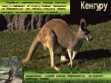 Передними конечностями кенгуру хватает пищу и подносит её ко рту. Задние помогают им обороняться при помощи мощных ударов, которые они раздают направо и налево . Хвост заменяет кенгуру руль, помогая менять направление, а когда кенгуру обороняются, он служит надёжной опорой. Кенгуру