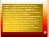 Полёвки - мелкие грызуны, внешне очень схожие с мышами или крысами, но отличаются от них тупой мордой, короткими ушами и хвостом, не превышающим 3/4 длины тела; коренные зубы плоские, с резко выступающими по бокам углообразны- ми краями. Питаются полевки преимущественно зелеными частями растений, се