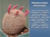 Маммиллярия магаллани Самый многочисленный род кактусов из северных областей Южной и Центральной Америки. Насчитывается около 500 видов и разновидностей. Стебель диаметром от 1 до 30 см покрыт сосочками, на вершине которых располагаются часть ареолы с колючкой.