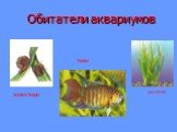 Обитатели аквариумов. животные РЫБЫ растения