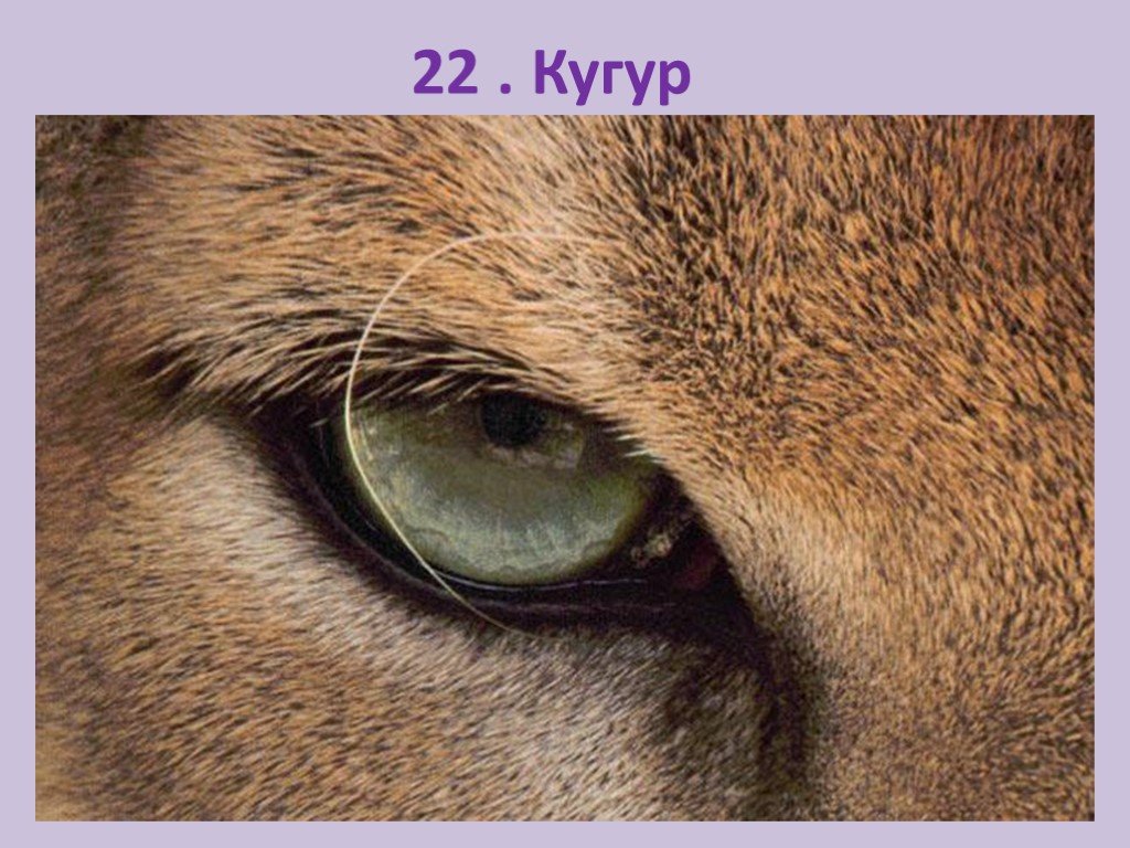 Какие глаза у зверей. Глаза зверя. Глаза диких животных. Зрение животных. Глаза разных животных.