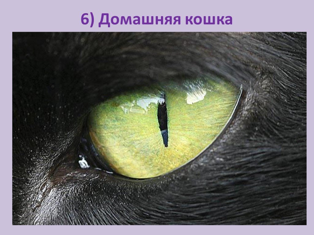 Угадай живо. Глаза животных. Необычные глаза животных. Глаза зверя. Глаза животных крупным планом.