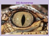 20) Аллигатор