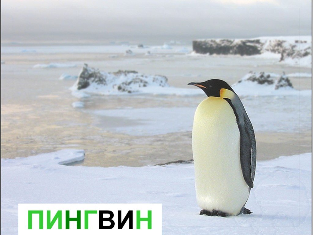 Почему медведи не охотятся на императорских пингвинов. Императорский Пингвин на льдине. Пингвины на льдинах. Пингвин птица. Пингвины в Антарктиде.