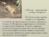 (1)Ягуар единственная кошка, которая не рычит. (2) Хотя ягуары хорошо лазают и по деревьям охотятся они прежде всего на земле и чаще всего ночью. (3) В пределах территории его обитания ягуара можно встретить в местах поросших растительностью, но чаще там, где есть водные источники. (4)Он отлично пла