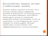 Характеристика половых органов в «нейтральном» периоде. В данном возрасте наружные гениталии, как и остальные половые органы, развиваются медленно. У девочки до 6-7 лет большие половые губы не полностью покрывают малые. Малые вестибулярные железы на латеральной поверхности половых губ появляются в 3