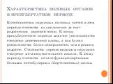 Характеристика половых органов в препубертатном периоде. К особенностям наружных половых частей в этом периоде относится их увеличение за счет разрастания жировой ткани. К концу препубертатного периода заметно увеличивается отверстие девственной плевы, а сам hymen располагается более поверхностно, ч