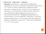 Закладка наружных поповых органов происходит одинаково у эмбрионов независимо от пола в области клоачной перепонки в 5—7 недель. Затем образуется уроректальная складка, которая делит клоаку и ее мембрану на анальную и мочеполовую части, после чего идет изолированное формирование кишечника и мочеполо