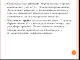 Специфические женские черты половые органы приобретают уже в 17— 19 недель беременности. Дальнейшее развитие и феминизация половых органов происходят параллельно с эндокринной активностью желез внутренней секреции. Маточные трубы закладываются в 8— 10 недель беременности, а к 1 6-й неделе анатомичес