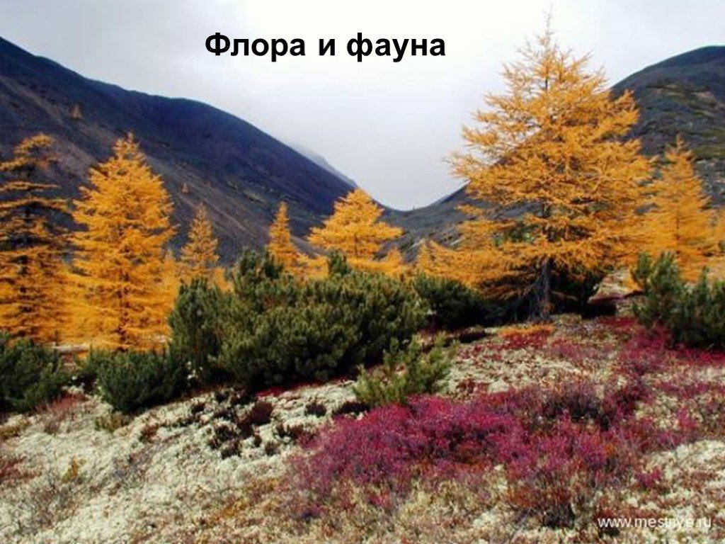 Природные части дальнего востока. Природа дальнего Востока Хабаровский край. Растительность дальнего Востока.