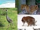 Международная красная книга содержит следующие виды животных, которые обитают на данной территории: Дальневосточный леопард. Даурский журавль Амурский тигр