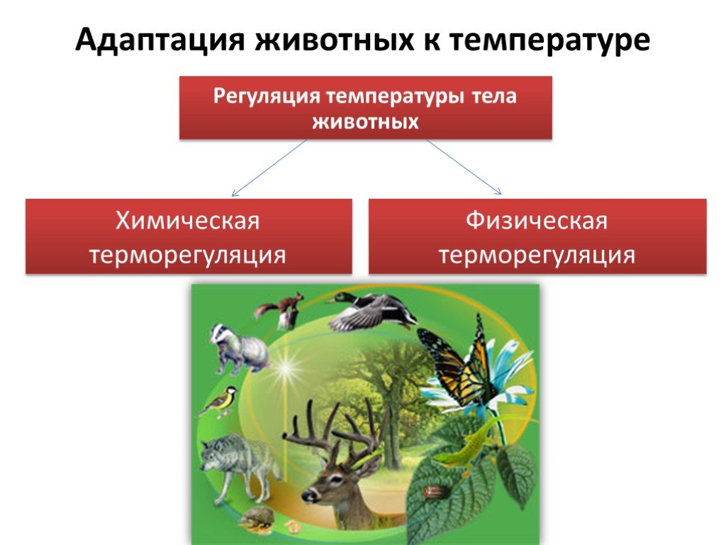 Адаптация насекомых к сезонным изменениям. Температурные адаптации животных. Адаптации животных к высоким температурам. Химическая адаптация животных. Адаптация животных к тепловому режиму.