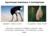 Зарывание страуса в песок. Некоторые особенности поведения животных также cпособствуют существованию их в изменчивых условиях среды. Сооружение гнезда птицей