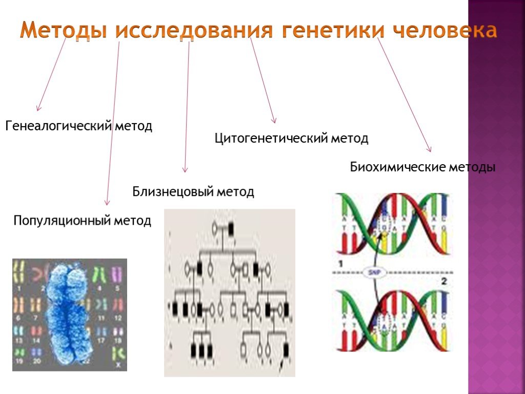 Описание методов генетики