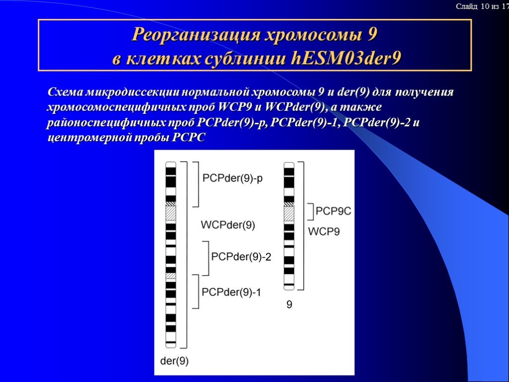 9 хромосома мужчины