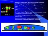 Варианты локализации части хромосомной территории относительно границы ядра и ядрышка. (С 1) – одной стороной лежит в периферической области ядра; (С 2) – двумя сторонами лежит в периферической области ядра; (C nu) – касается ядрышка, (С 1 + nu) – одной стороной касается ядрышка, другая лежит в пери