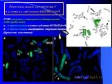 Реорганизация хромосомы 4 в клетках сублинии hESM03der9. FISH микродиссекционной комбинированной ДНК пробы del(4) а - с хромосомами клеток сублинии hESM03der9; б - с хромосомами лимфоцитов здорового донора (фрагмент пластинки). del(4)(q25q31.1)