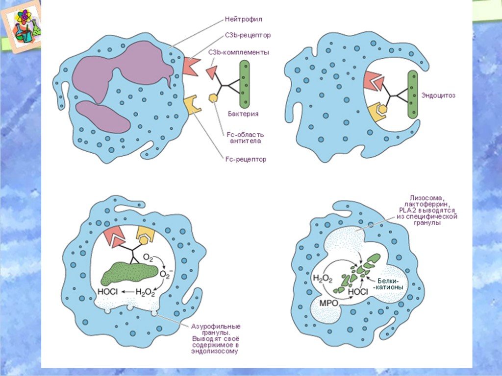 Фагоцитоз захват. Этапы фагоцитоза нейтрофилов. Схема фагоцитоза в иммунологии. Клеточный фагоцитоз схема. Фагоцитоз лейкоцитов схема.