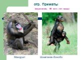 отр. Приматы (отделились 80 млн. лет назад). Мандрил Шимпанзе-бонобо