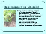 Пион узколистный (лазорик). Встречается на территории Ставропольского края в окрестностях Ставрополя и Пятигорска. Произрастает в основном в степных районах, ковыльно-разнотравных степях, на известково-щебнистых почвах, каменистых осыпях, по опушкам светлых дубовых лесов, в зарослях кустарников.