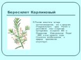 Бересклет Карликовый. В России известны четыре местонахождения, все в пределах Ставропольского края. Растёт в расселинах скал в зарослях кустарников на высоте 600 м (Кавказские Минеральные Воды) - 2500 м над уровнем моря. Семенное возобновление в природе практически отсутствует.