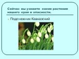 Сейчас вы узнаете какие растения нашего края в опасности. Подснежник Кавказский