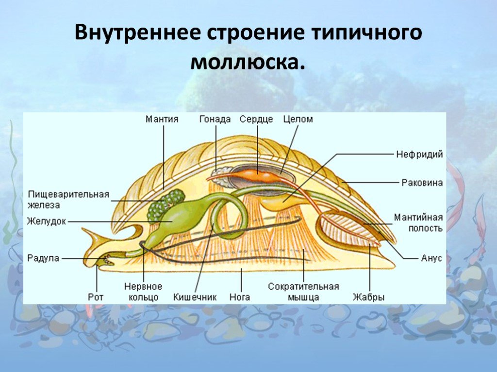 Вторичная полость тела моллюска. Строение брюхоногих и двустворчатых моллюсков. Тип моллюски класс брюхоногие внутреннее строение. Строение брюхоногого моллюска 7 класс биология. Внутреннее строение брюхоногого моллюска.