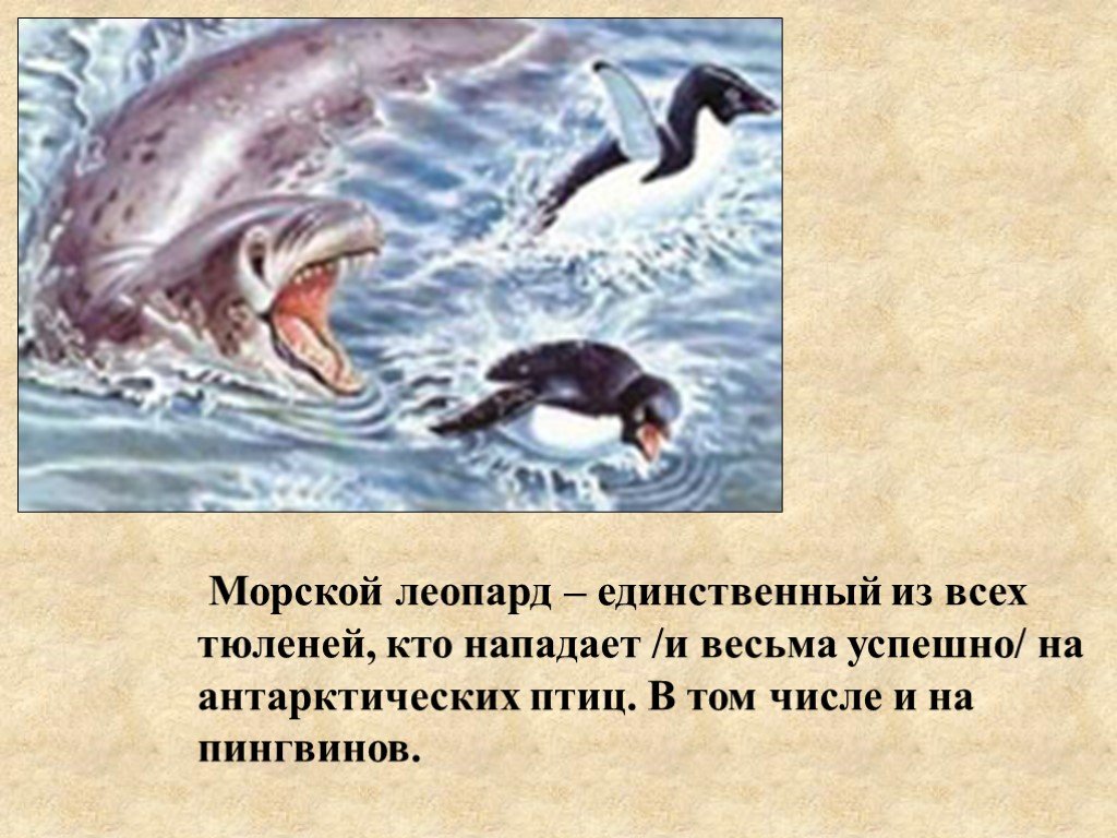 Презентация морской леопард