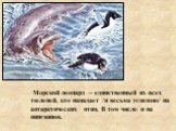 Морской леопард – единственный из всех тюленей, кто нападает /и весьма успешно/ на антарктических птиц. В том числе и на пингвинов.
