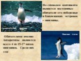Антарктический пингвин. Пингвин Адели. Но символом континента являются постоянные обитатели его побережья и близлежащих островов – пингвины. Обитателями именно Антарктиды являются всего 4 из 15-17 видов пингвинов. Среди них эти: