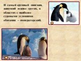И самый крупный пингвин, живущий южнее других, в областях с наиболее суровыми условиями обитания – императорский.