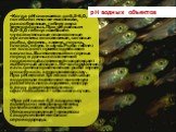 Когда рН снижается до 6,5-6,0, погибают многие моллюски, ракообразные, гибнет икра земноводных. При рН равным 6,0-5,0 гибнут наиболее чувствительные планктонные организмы и насекомые, сиговые рыбы, форель, хариус, лосось, плотва, окунь и щука. Рыба гибнет не только от прямого действия кислоты. Вытес