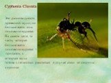Cyphonia Clavata. Это разновидность древесной мухи, но больше всего она похожа на муравья. На самом деле, та часть, которая больше всего похожа на муравья – придаток, с которым муха готова с легкостью расстаться в случае атаки со стороны хищника.