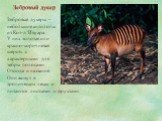 Зебровый дукер. Зебровые дукеры – небольшие антилопы из Кот-д’Ивуара. У них золотая или красно-коричневая шерсть с характерными для зебры полосами. Отсюда и название. Они живут в тропических лесах и питаются листьями и фруктами.