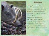 Бабирусса. Бабирусса или «свино-олень», является членом семейства свиней и обитает только на индонезийских островах Сулавеси, Тогиян, Сула и Буру. Бабирусса постоянно стачивает свои «рога», потому что они растут без остановки. Если бы они этого не делали, рога могли бы врасти в череп и пробить его.