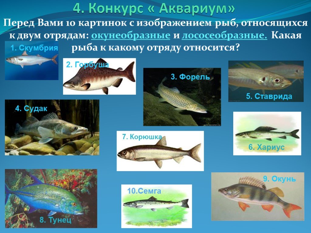 Рыбы примеры 3 класс. Рыбы примеры. Отряд окунеобразные представители. Рыба отряда окунеобразных. Отряд окунеобразные рыбы представители.
