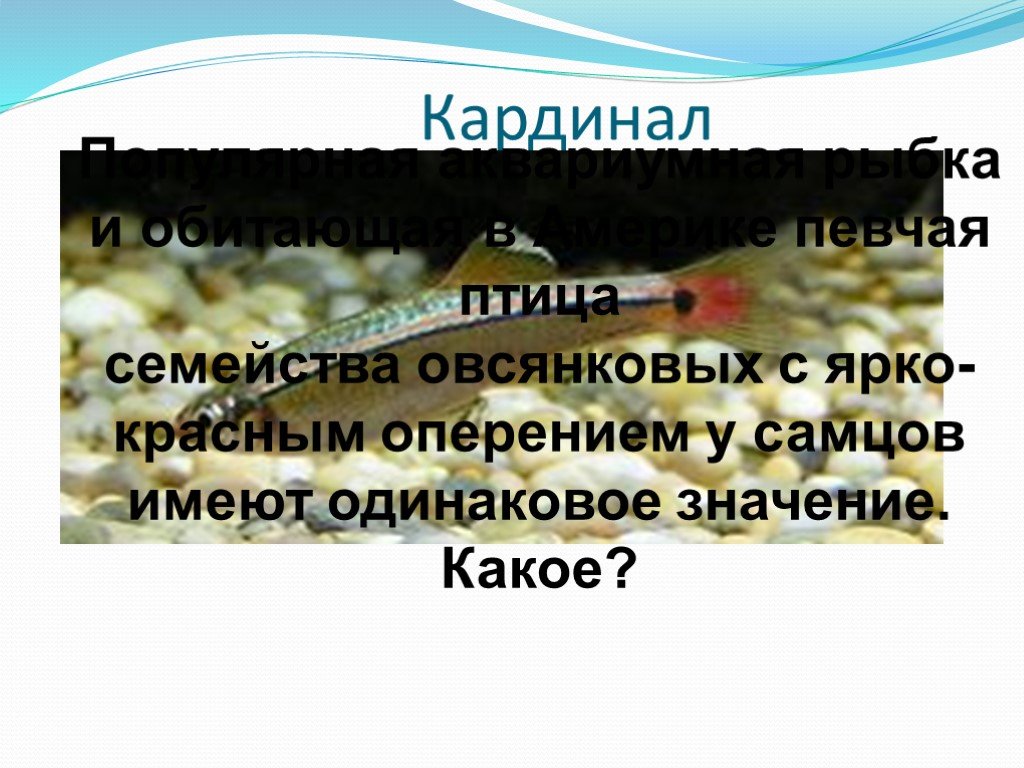 Русский 7 класс рыба. Разнообразие рыб 7 класс презентация. Многообразие рыб презентация 7 класс. Какая Планета относится к рыбам.