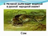6. На какой рыбе ездит водяной в русской народной сказке? Сом
