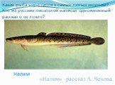 Какая рыба нерестится в самые лютые морозы? Кто из русских писателей написал одноименный рассказ о ее ловле? «Налим» –рассказ А. Чехова.