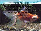 Рыба телескоп. Какая аквариумная рыбка называется так же, как астрономический прибор?