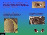 Органы зрения очень разнообразны. Они могут быть парными, множественными и одиночными, подвижными и неподвижными, маленькими и большими. Увеличенное изображение глаза мухи. Её глаз состоит из большого числа отдельных «глазков» - фасеток. Глаз зебры по строению подобен глазу человека.