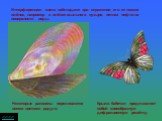 Интерференцию света наблюдают при отражении его от тонких плёнок, например в плёнке мыльного пузыря, пятнах нефти на поверхности воды. Крыло бабочки представляет собой своеобразную дифракционную решётку. Некоторые раковины переливаются всеми цветами радуги.