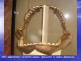 Этот экземпляр челюсти акулы хранится в музее Дарвина.